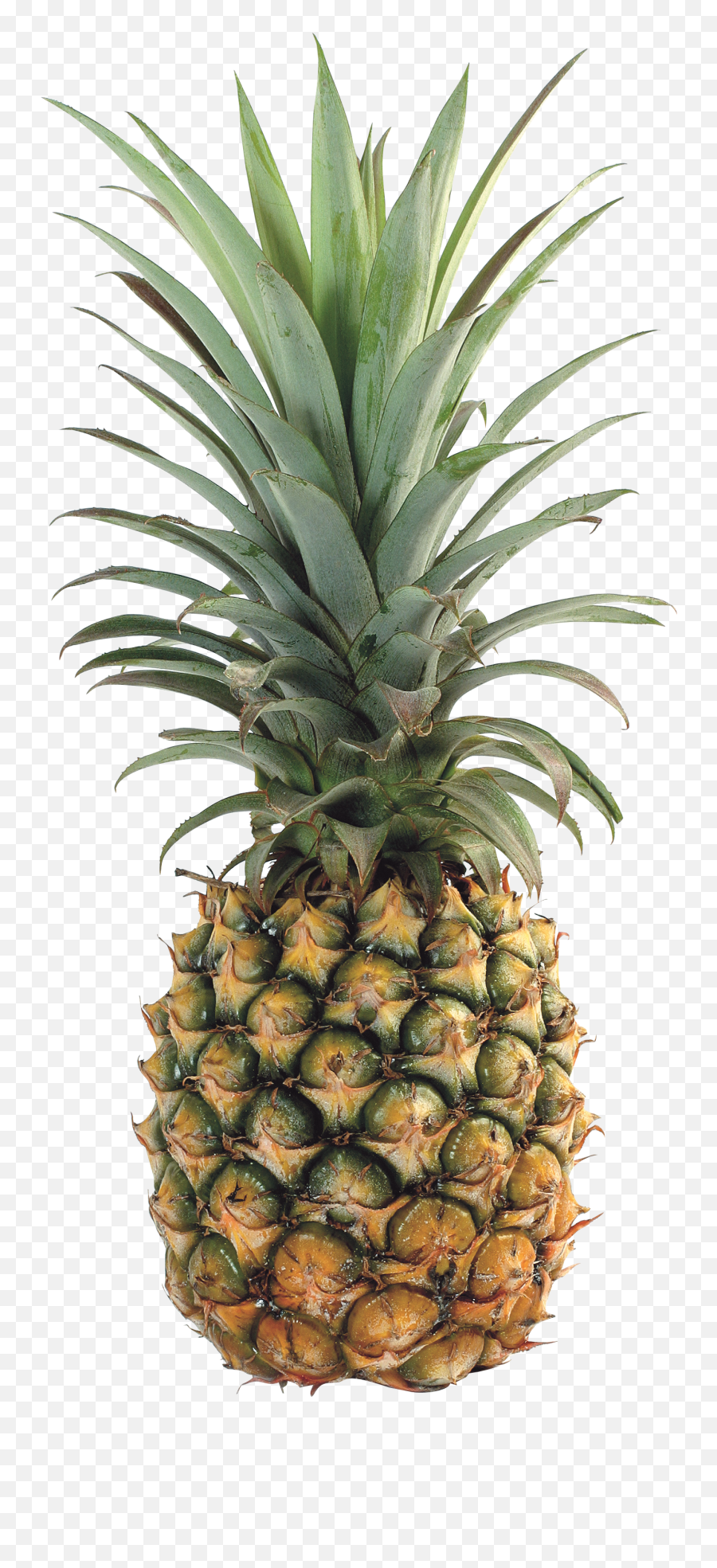 Pineapple Transparent Png Emoji,Pineapple Transparent