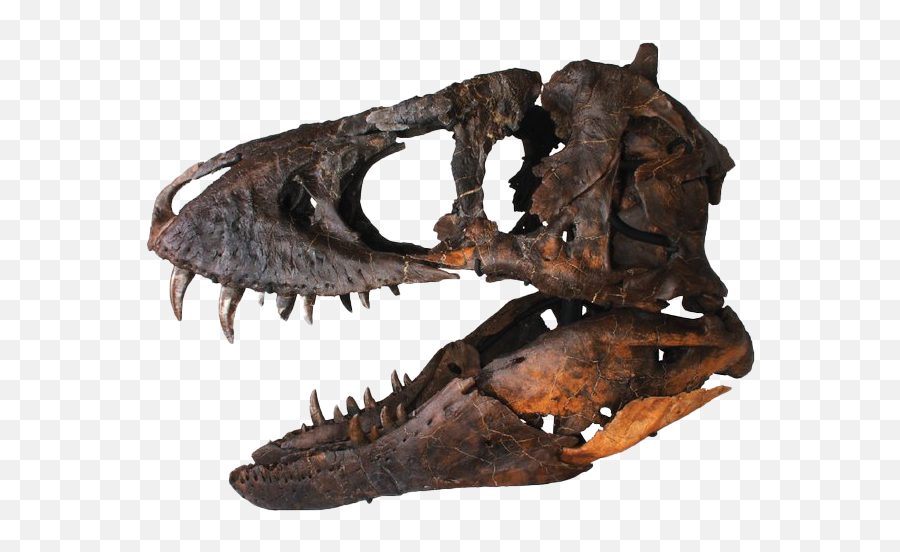 Dinosaur Head Bones Fossils Png Image - Dinosaur Head Bones Png Emoji,Bones Png