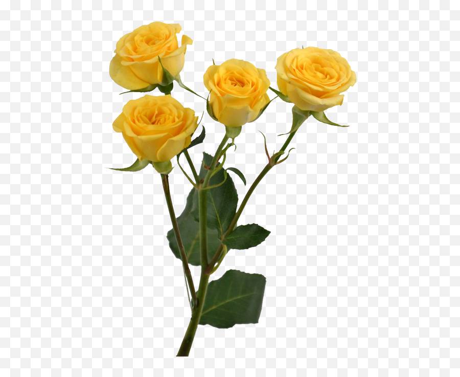 Yellow Rose Flower Free Png Transparent Images Free - Yellow Transparent Yellow Aesthetic Png Emoji,Free Png