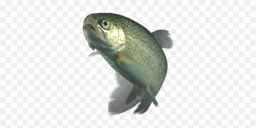 Gold Fish Transparent Png - Stickpng You Ve Been Slapped By A Trout Emoji,Trout Clipart