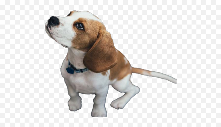 Beagle Dog Puppy Transparent - Happy National Puppy Day Beagle Emoji,Puppy Transparent Background