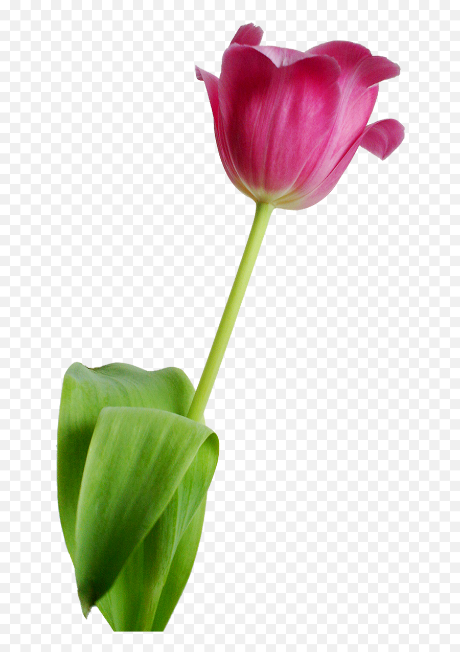 Tulip Flower Rosa - Free Photo On Pixabay Emoji,Nature Transparent
