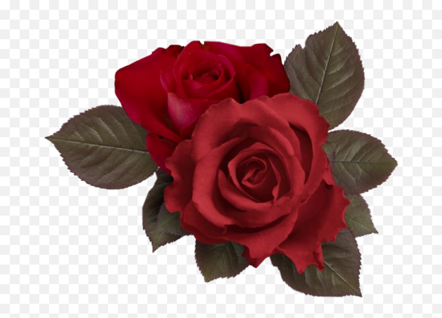 Rosepngaestheticredflowergreen Sticker By Joey - Transparent Red Flower Aesthetic Emoji,Rose Png