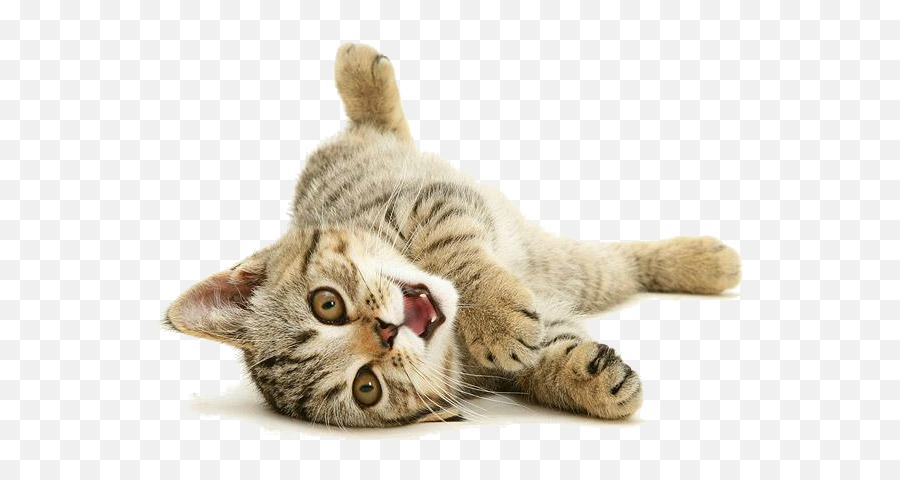 Cat Png 4 Png All - Cat Pet Png Emoji,Cat Png