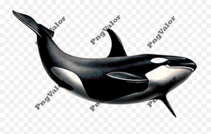 Killer Whale Png24 - Photo 49349 Png Valor Free Stock Emoji,Killer Whale Clipart