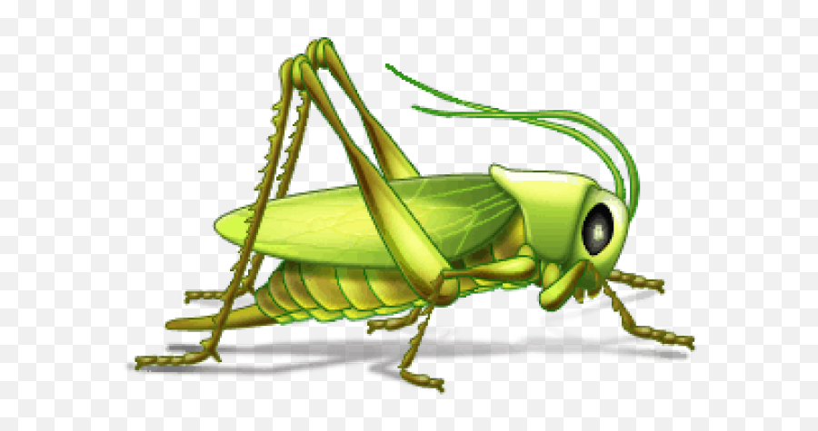 Insects Examples With Names Png Image - Grillo Emoji,Grasshopper Clipart