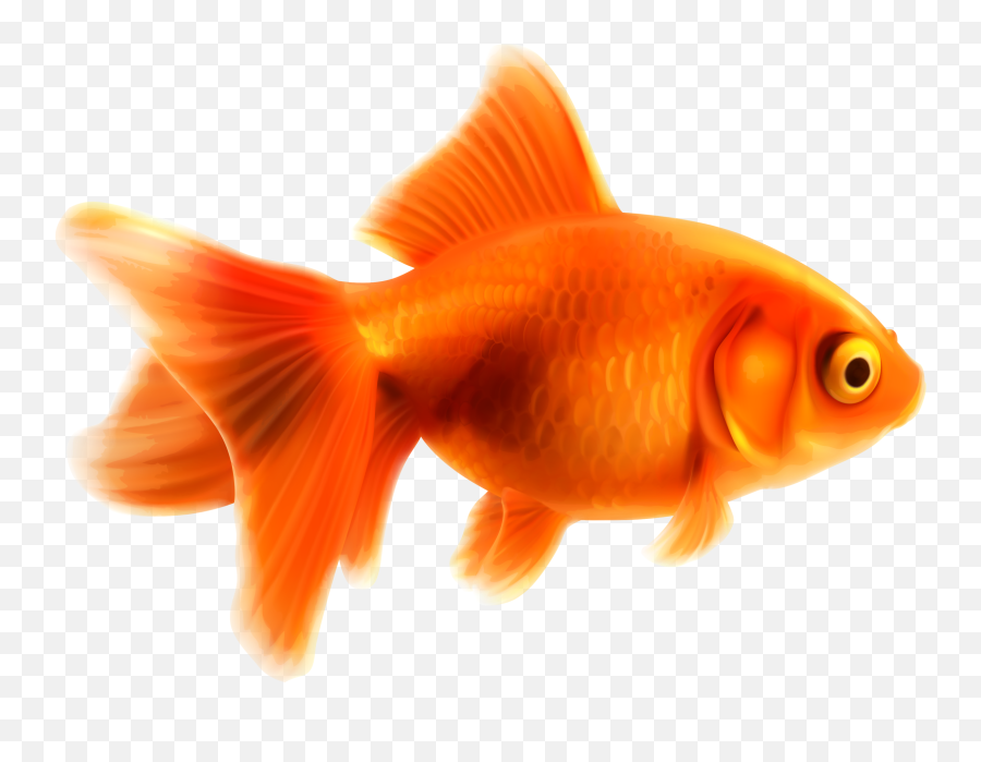 Gold Fish - Gold Fish 3d Emoji,Fish Png