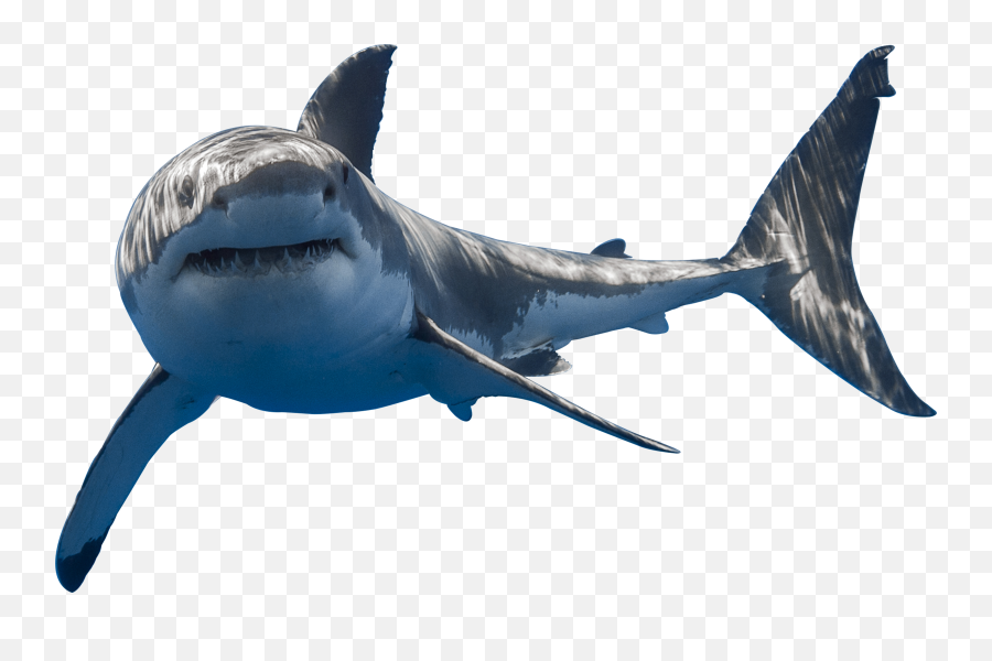 Shark Transparent Background Images - Transparent Background Transparent Shark Emoji,Shark Transparent Background