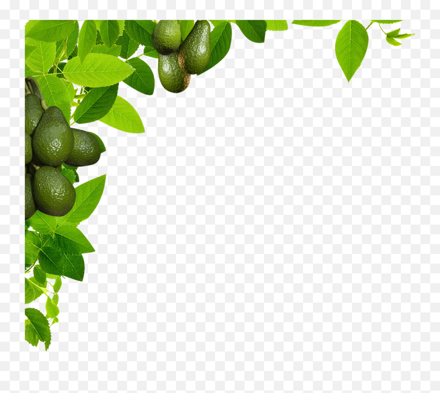 Avocado Tree Png - Transparent Leaves Full Size Png Leave Frame Png Emoji,Avocado Transparent Background