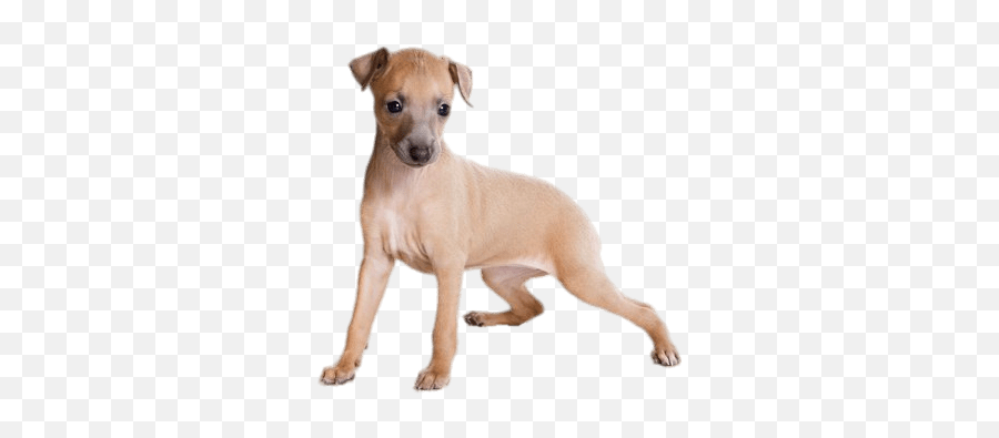 Light Brown Greyhound Puppy Pnglib U2013 Free Png Library - Light Brown Greyhound Puppy Emoji,Puppy Transparent Background