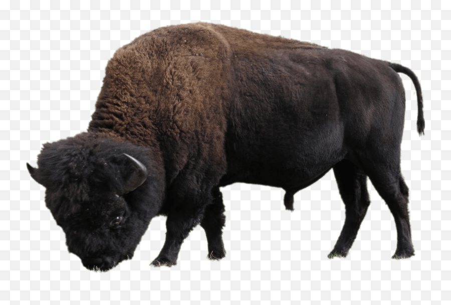 Buffalo Head Clip Art Black And White - Bison Transparent Emoji,Buffalo Clipart
