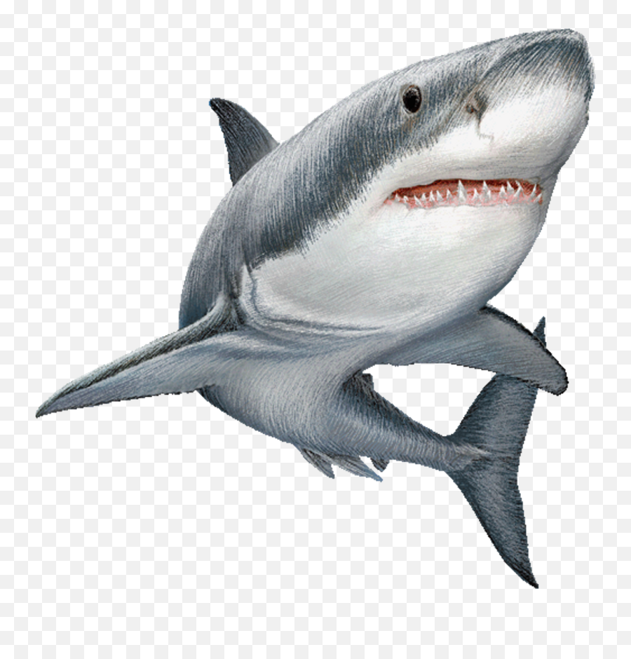 Shark Transparent Background Png - Shark Transparent Background Emoji,Shark Transparent Background