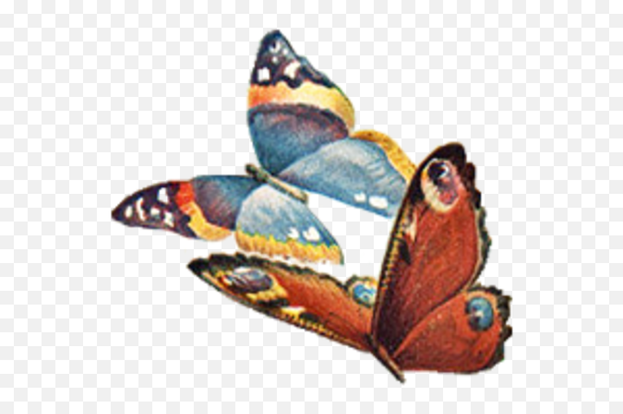 Vintage Butterfly No Back Facing Right Free Images At - Vintage Butterfly Png Emoji,Butterflies Transparent