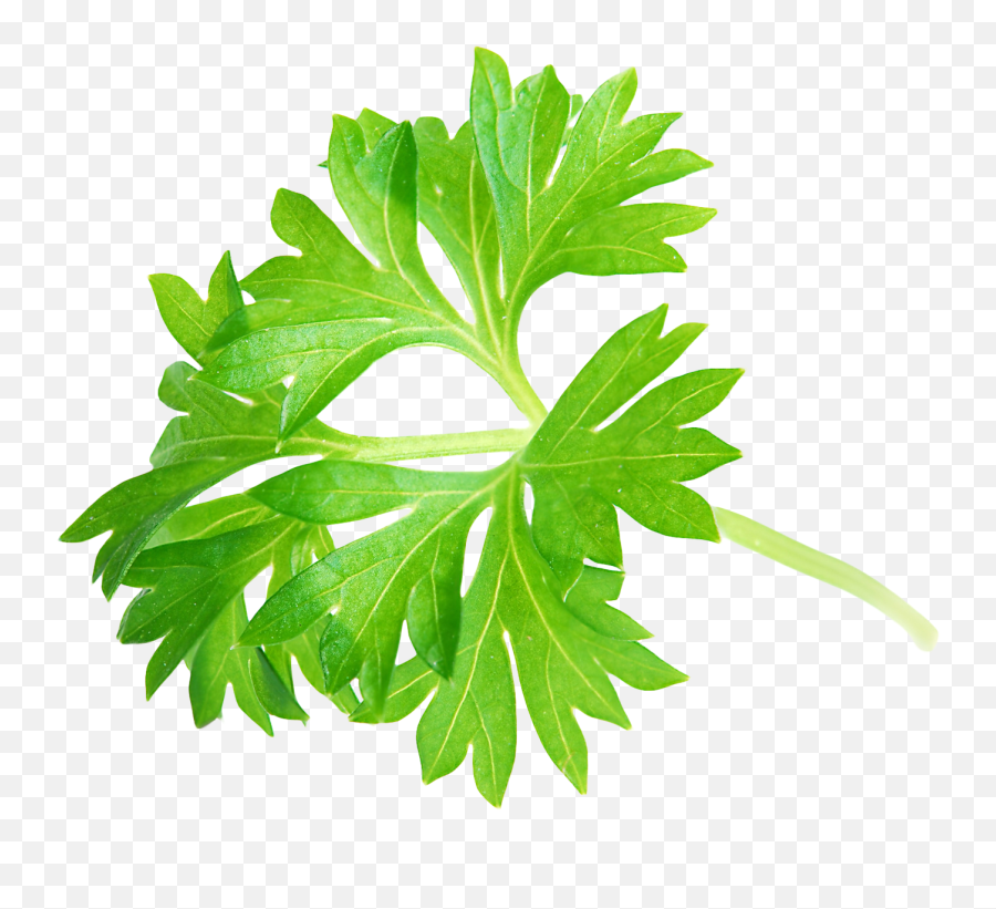 Parsley Leaf Png Image - Purepng Free Transparent Cc0 Png Parsley Png Emoji,Cilantro Png