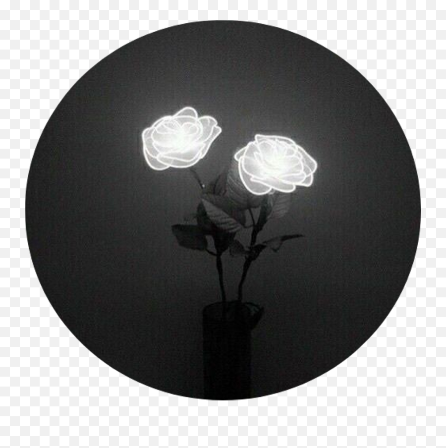Tumblr Rose Png - Tumblr Aesthetic Black Roses Rose Light Aesthetic Black And White Rose Emoji,Rose Png