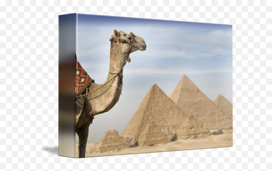 A Camel With The Pyramids In The Background Cairo By Design Pics Emoji,Camel Transparent Background