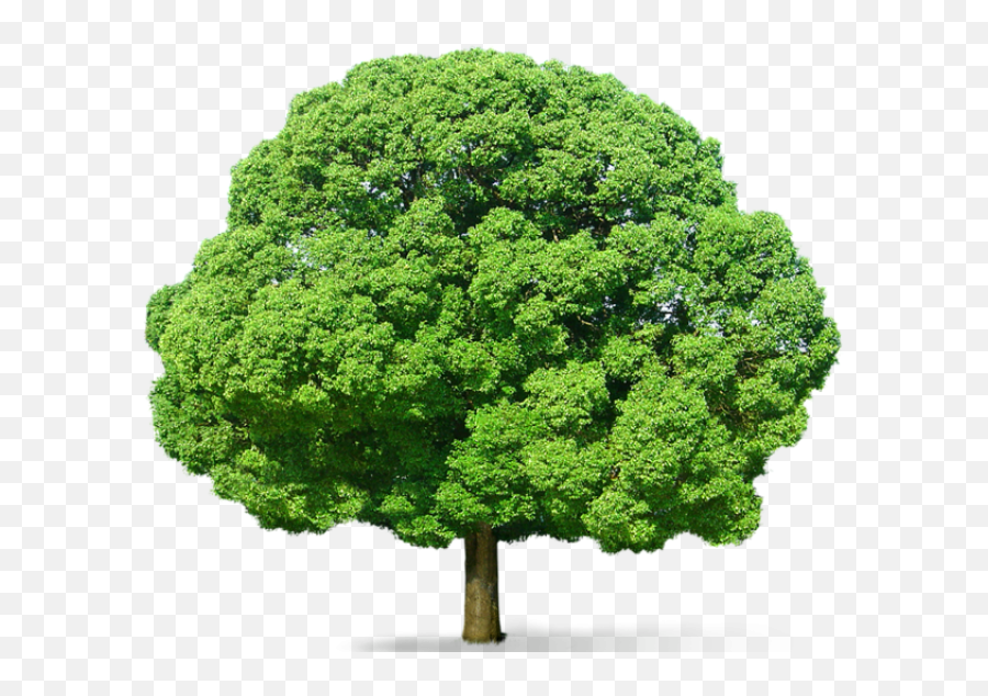 Tree Png Images Transparent Background - Green Tree Png Emoji,Transparent Background Image