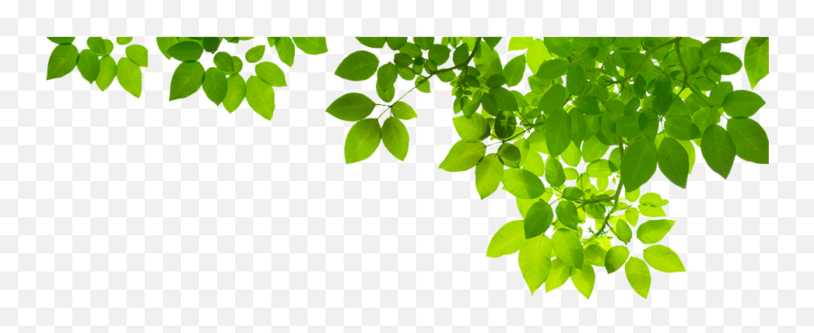 Green Leaf Png Photo - Green Leaves Png Emoji,Green Png