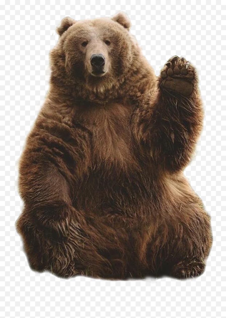 Bear - Bear Meme Emoji,Bear Transparent Background