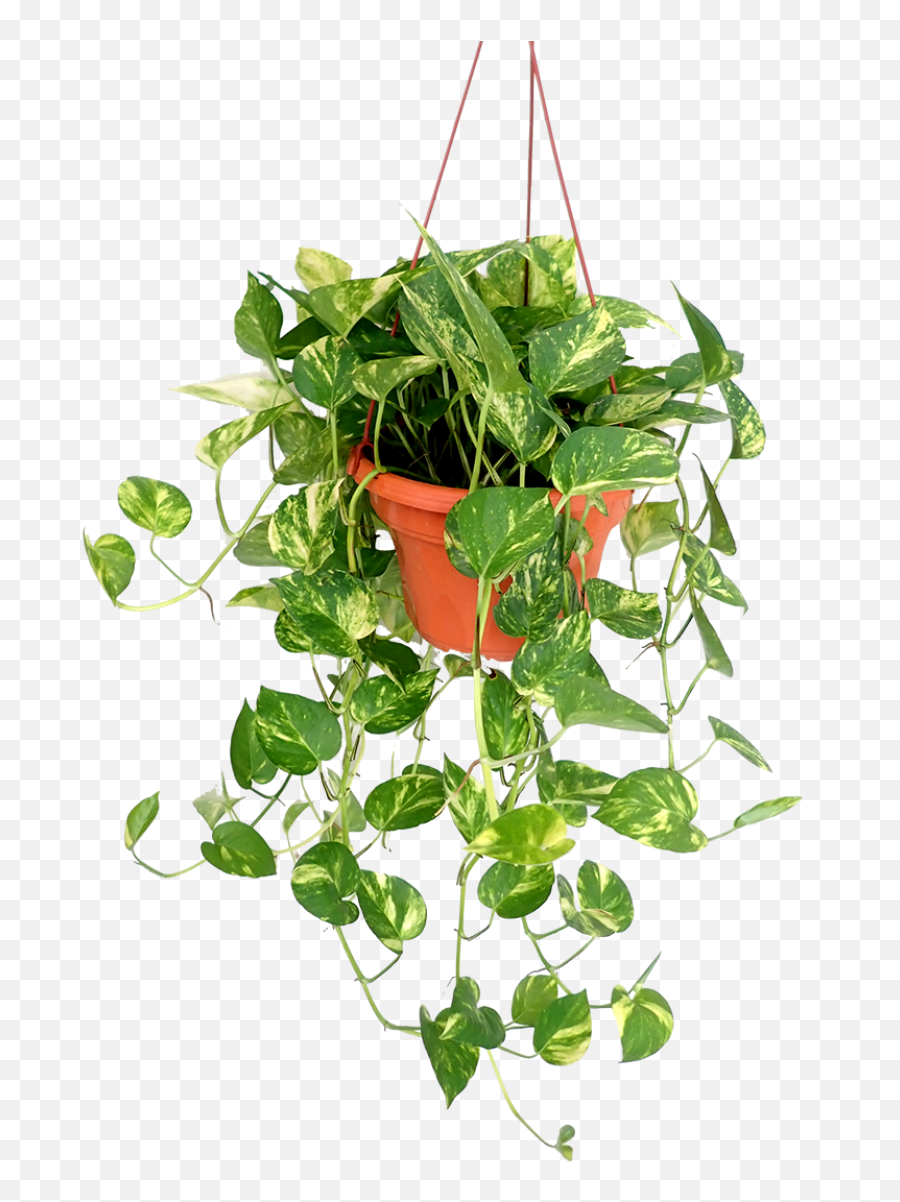 Money Plant Variegated Hanging - Money Plants Hanging Plants Emoji,Hanging Plant Png