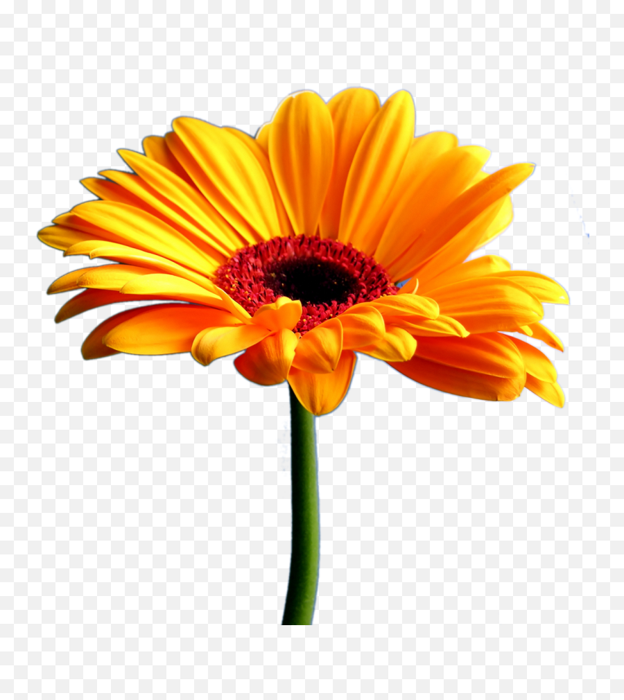 Girl Poppy Flower Wallpaper 1024x768 23127 - Gerbera Daisy With White Background Emoji,Poppy Flower Clipart