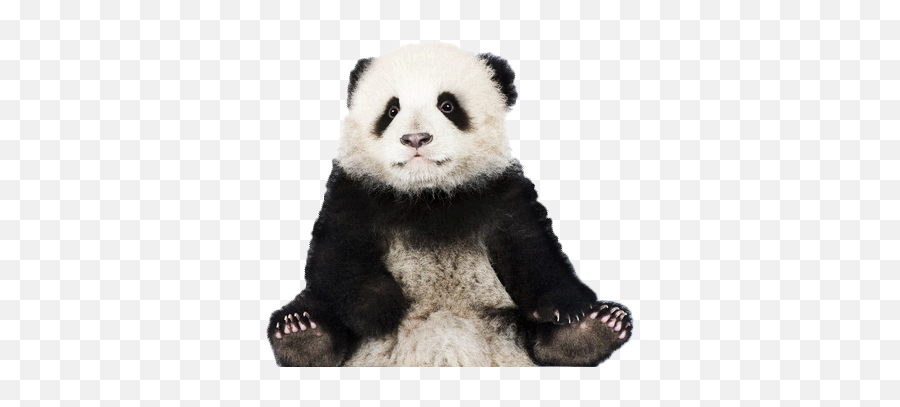 Panda Png - Transparent Panda Png Emoji,Red Panda Clipart