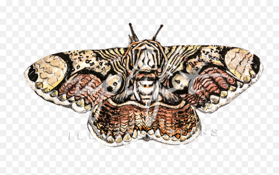 Uplift Illustrations - Hawk Moths Emoji,Moth Png
