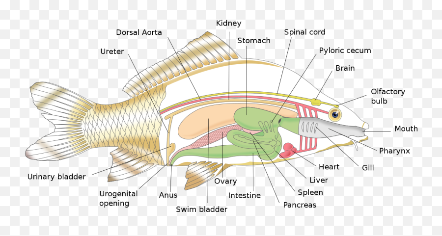 Fish Anatomy Emoji,Fish With Transparent Head