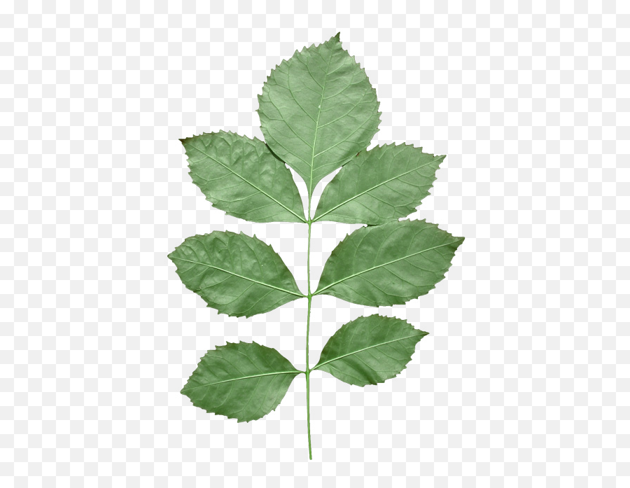 Leaf Texture Mapping Alpha Compositing - Leaf Png Download Leaf Texture Transparent Background Emoji,Transparent Texture