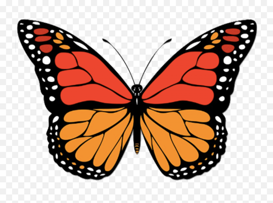 Orange Butterfly Png - Light Blue Butterfly Emoji,Butterfly Png