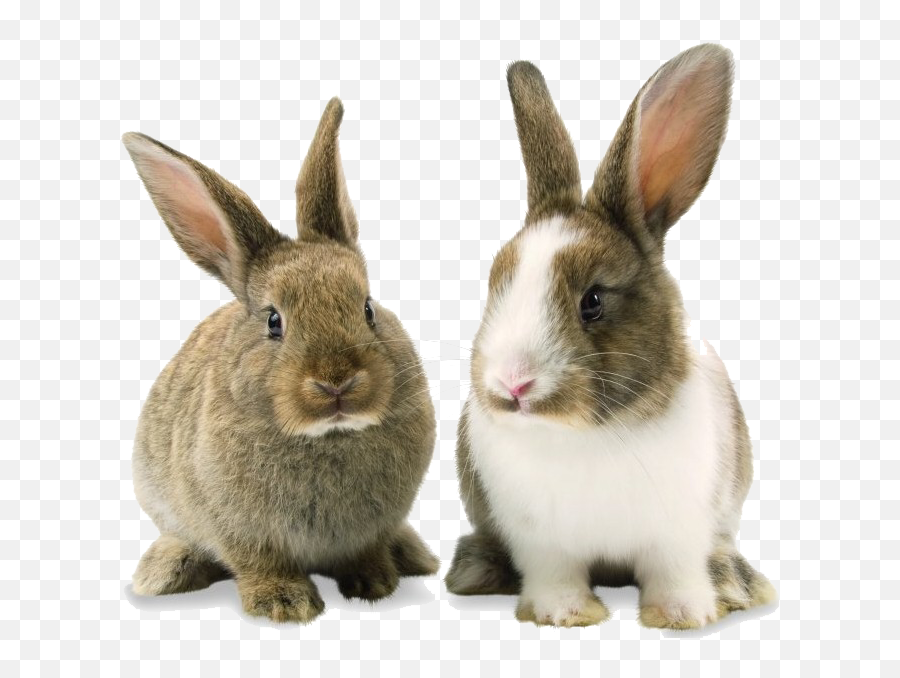 Rabbit Bunny Png Background Image - Transparent Bunny Png Emoji,Bunny Png