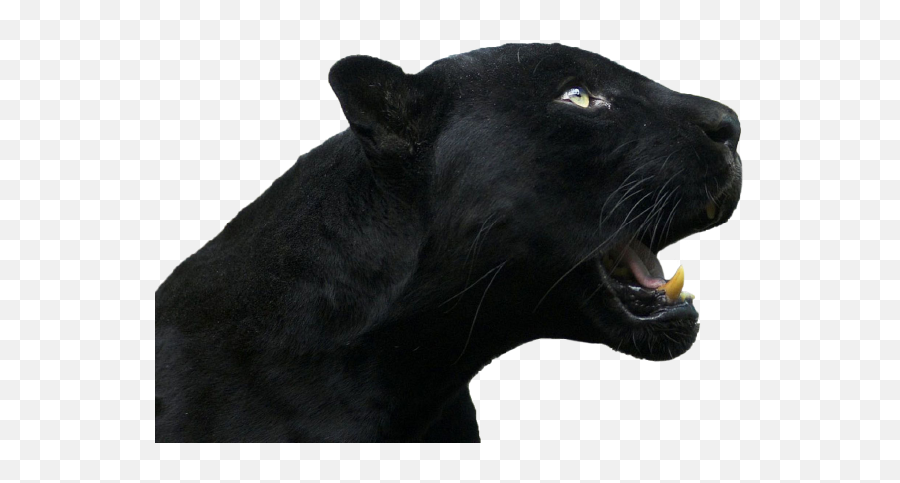 Strategy - Pulsaero Aggression Emoji,Black Panther Png
