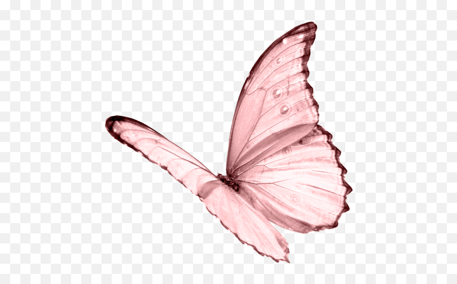 Butterfly Png Pic - Butterfly Png Emoji,Butterfly Png