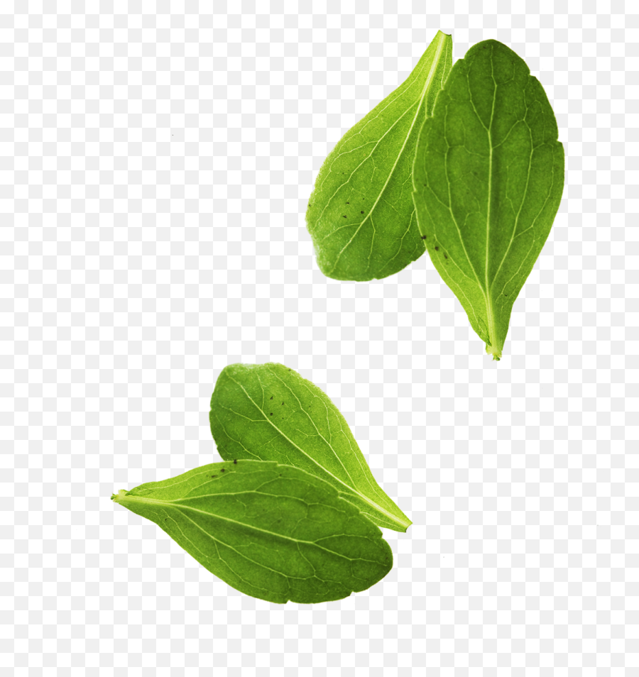 Download Vegetable Basil Leaves Leaf Free Transparent Image - Basil Leaf No Background Emoji,Leaf Transparent