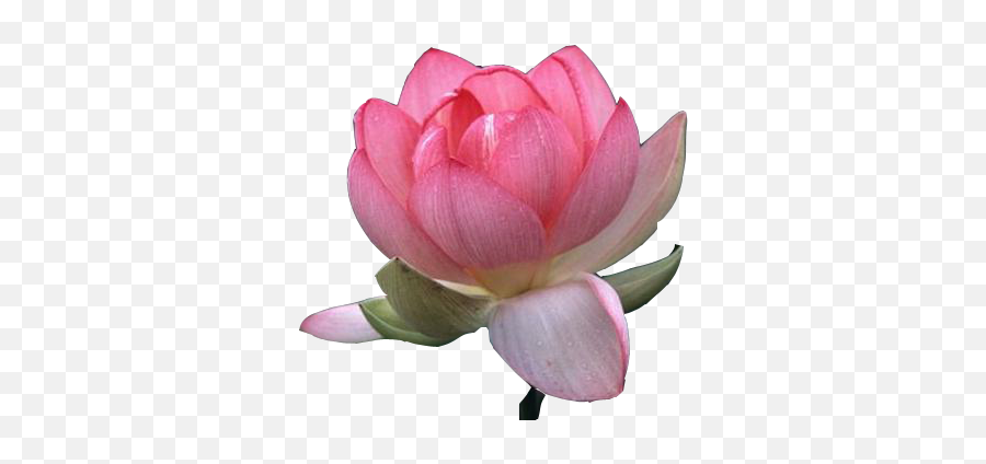 Download Beautiful Lotus Flower Clipart Png - Lotus Flower Real Lotus Flower Png Transparent Background Emoji,Lotus Flower Clipart