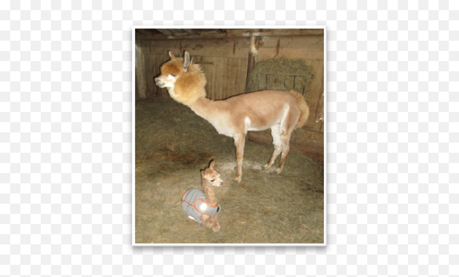 Apple Blossom Alpaca Ranch - Picture Frame Emoji,Alpaca Png