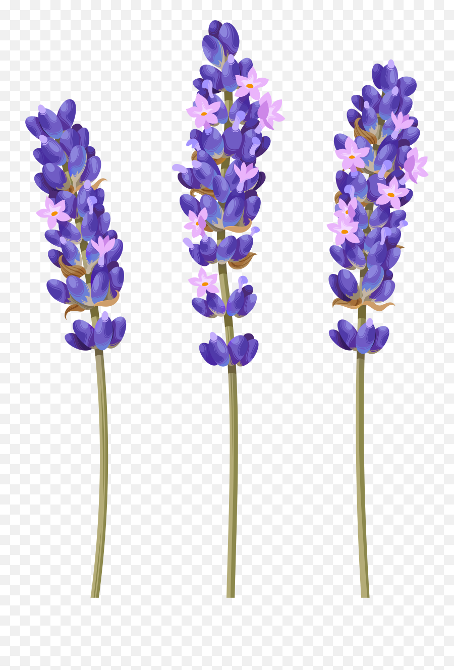 Lavender Flower Png Clipart - Bluebonnet Transparent Png Clipart Lavender Transparent Background Emoji,Flower Clipart Transparent