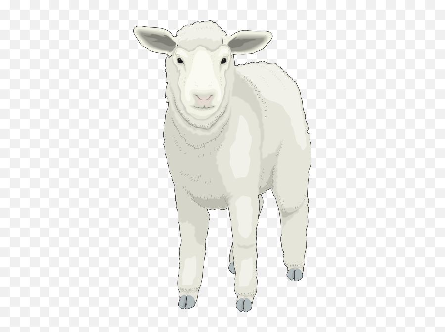 Download Sheep Clipart Front View - Sheep Png Image With No Emoji,Lambs Clipart
