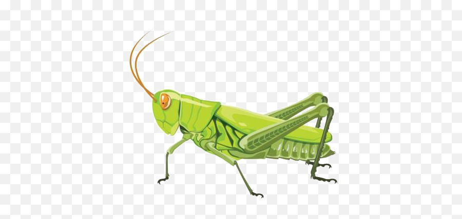 Realistic Grasshopper Png Image Hd - Parasitism Emoji,Grasshopper Clipart
