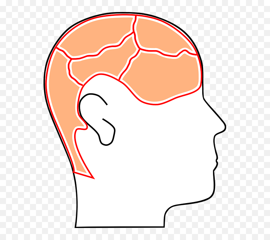Head Brain Mind Brainstorm Transparent Png Images U2013 Free Png Emoji,Brain Clipart Png