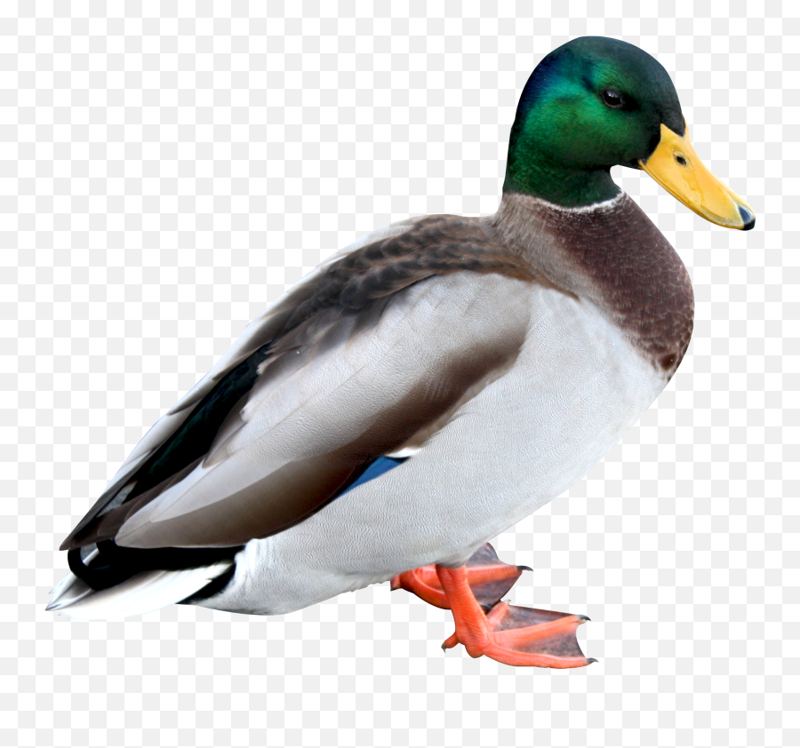 Duck Png Image - Duck Png Emoji,Duck Transparent