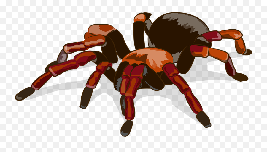 Tarantula Spider Animal - Tarantula Graphic Emoji,Tarantula Png