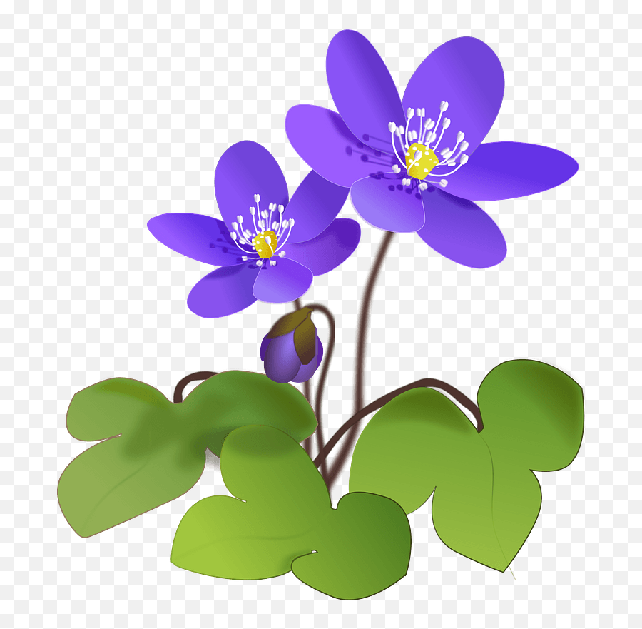 Purple Hepatic Flowers Clipart Free Download Transparent - Blåsippa Clipart Emoji,Violet Clipart