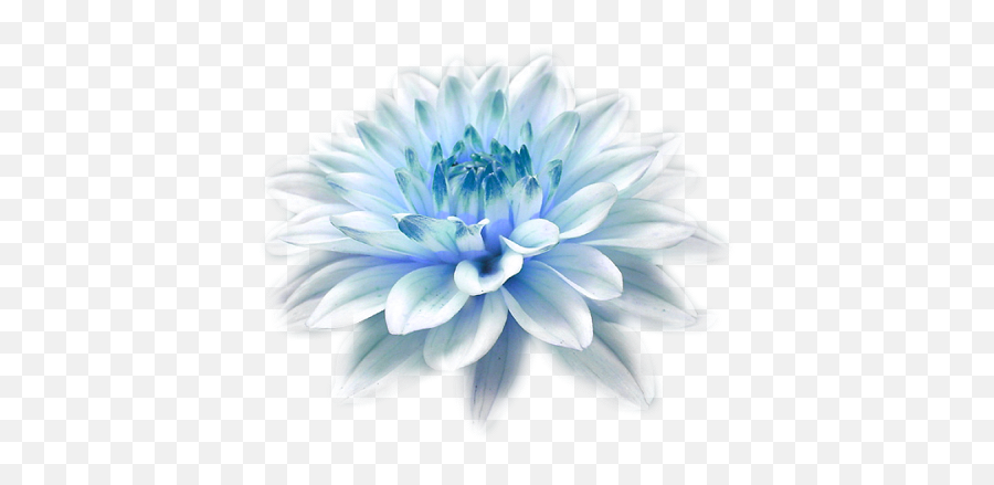 Download Hd Light Blue Flower Png - Butterfly Hovering Over Emoji,Blue Flower Png
