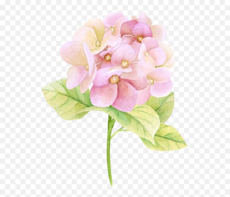 Hydrangea Hydrangeas Flowers Sticker By Rachel2274 Emoji,Crown Of Thorns Clipart