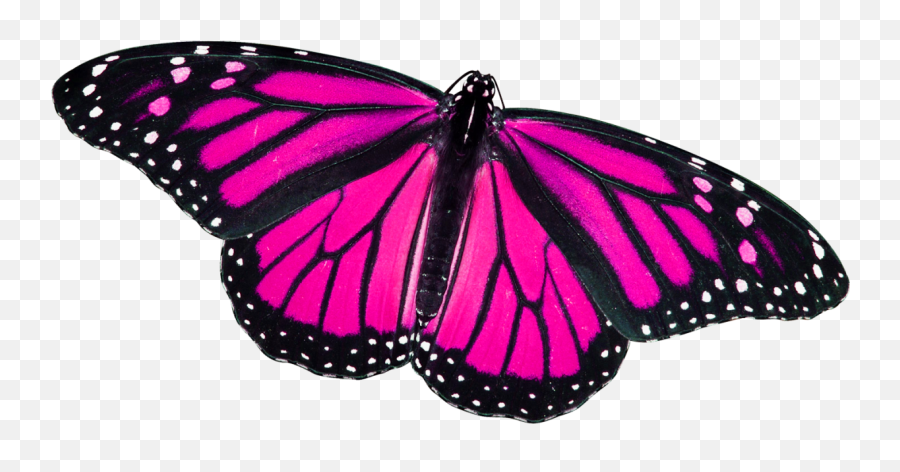 Butterfly Png File Download Free - Pink Monarch Butterfly Png Emoji,Butterfly Png