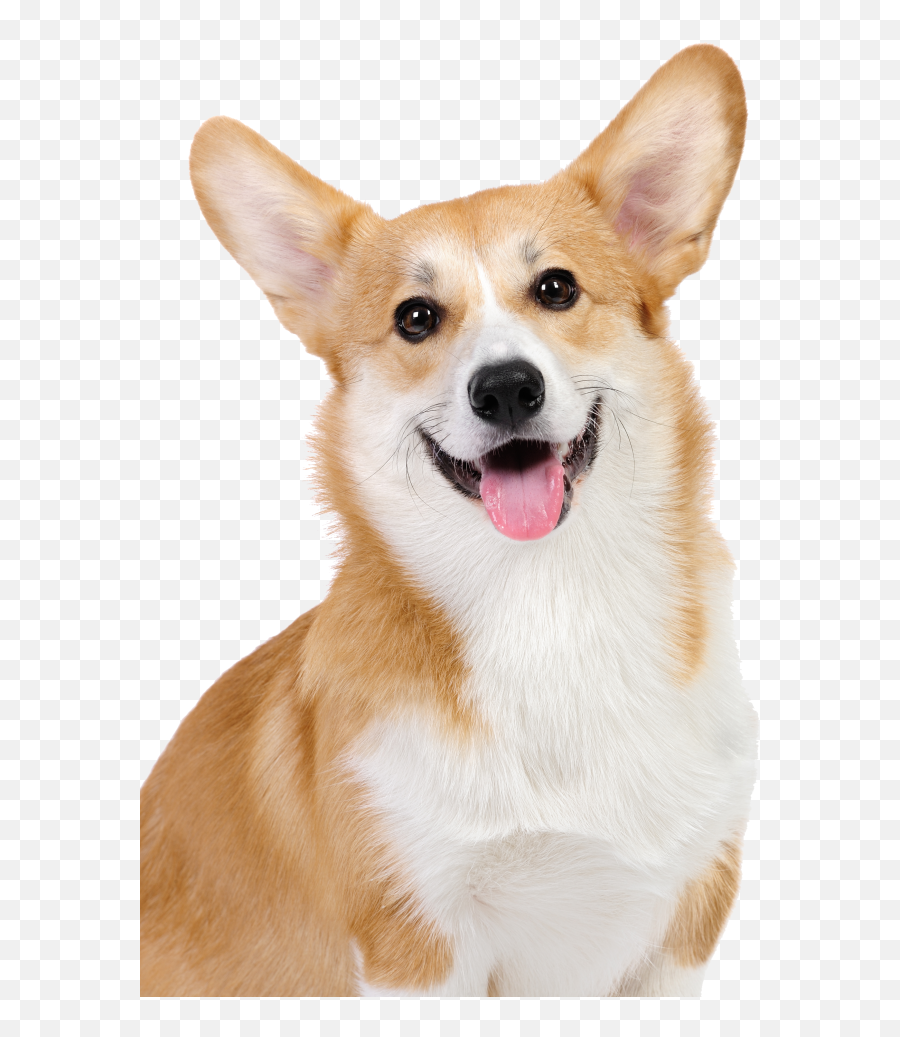 Corgi Bloodhound Hd Png Download - Cardigan Welsh Corgi Png Emoji,Corgi Transparent