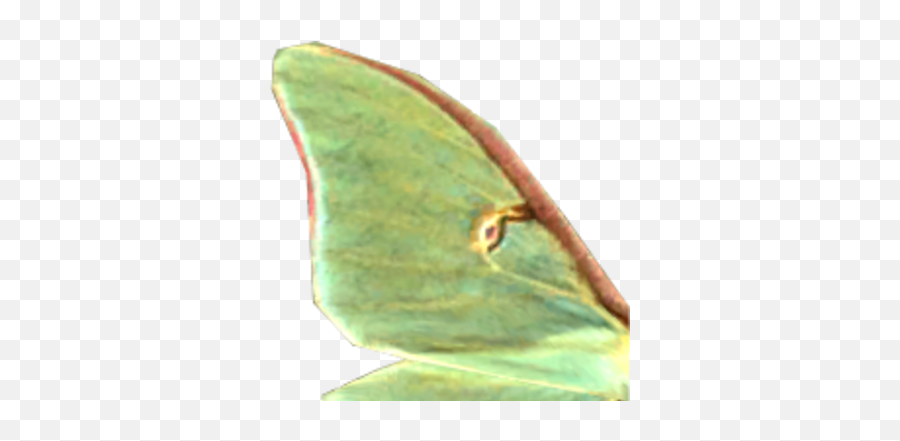 Luna Moth Wing - Luna Moth Emoji,Moth Transparent