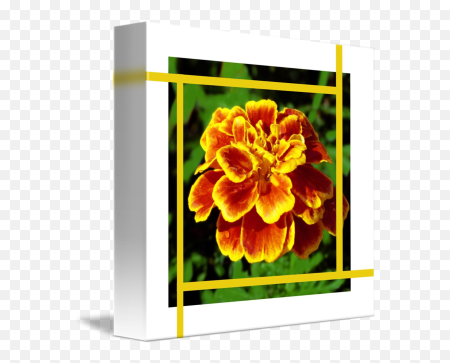 Golden Marigold Flower And Gold Lines By Lloyd Cain - Horizontal Emoji,Gold Lines Png