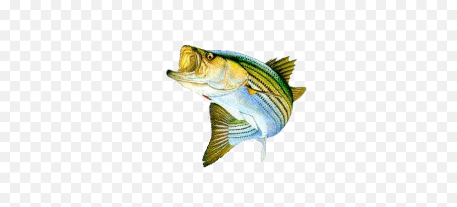 Bass Fish Stripped Bass Png Transparent Background Free - Bass Fish Png Emoji,Transparent Fish